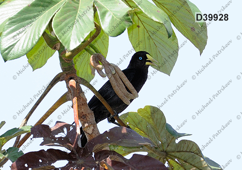 Red-rumped Cacique (Cacicus haemorrhous)